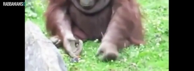 animals-bird-1_10