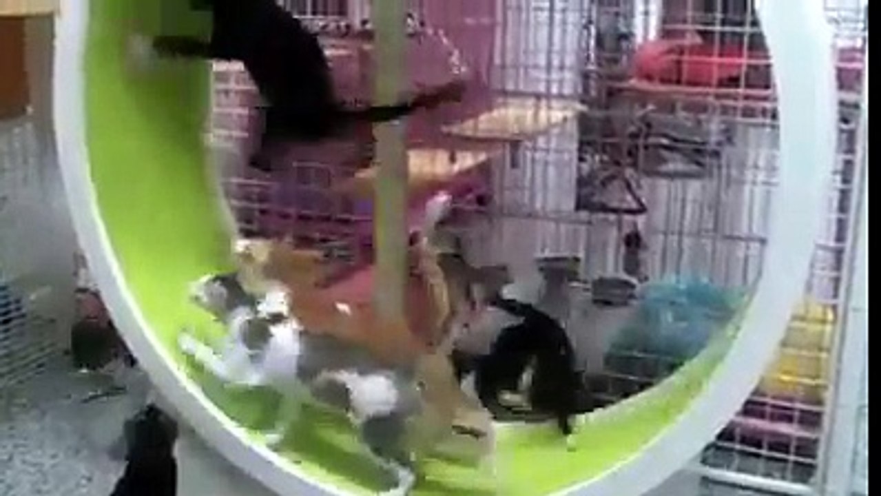 New Awesome Funny Video 2016-Fustastic Funny Video
