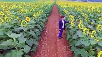 VIET NAM Sunflower fields