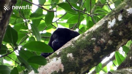 Man 'communicates' with howler monkey