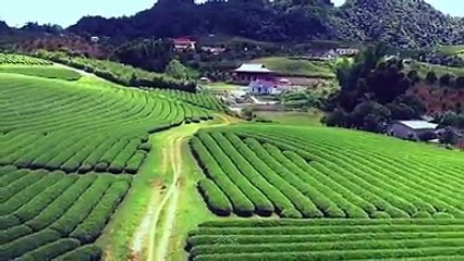 MOC CHAU -VIETNAM- GREEN VELVET CARPET BETWEEN NATURAL