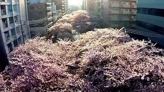 1 MINUTE hovering over TOKYO SKY view cherry blossoms