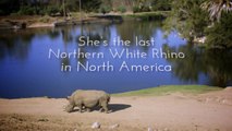 Critically Endangered Northern White Rhino Returns to Field