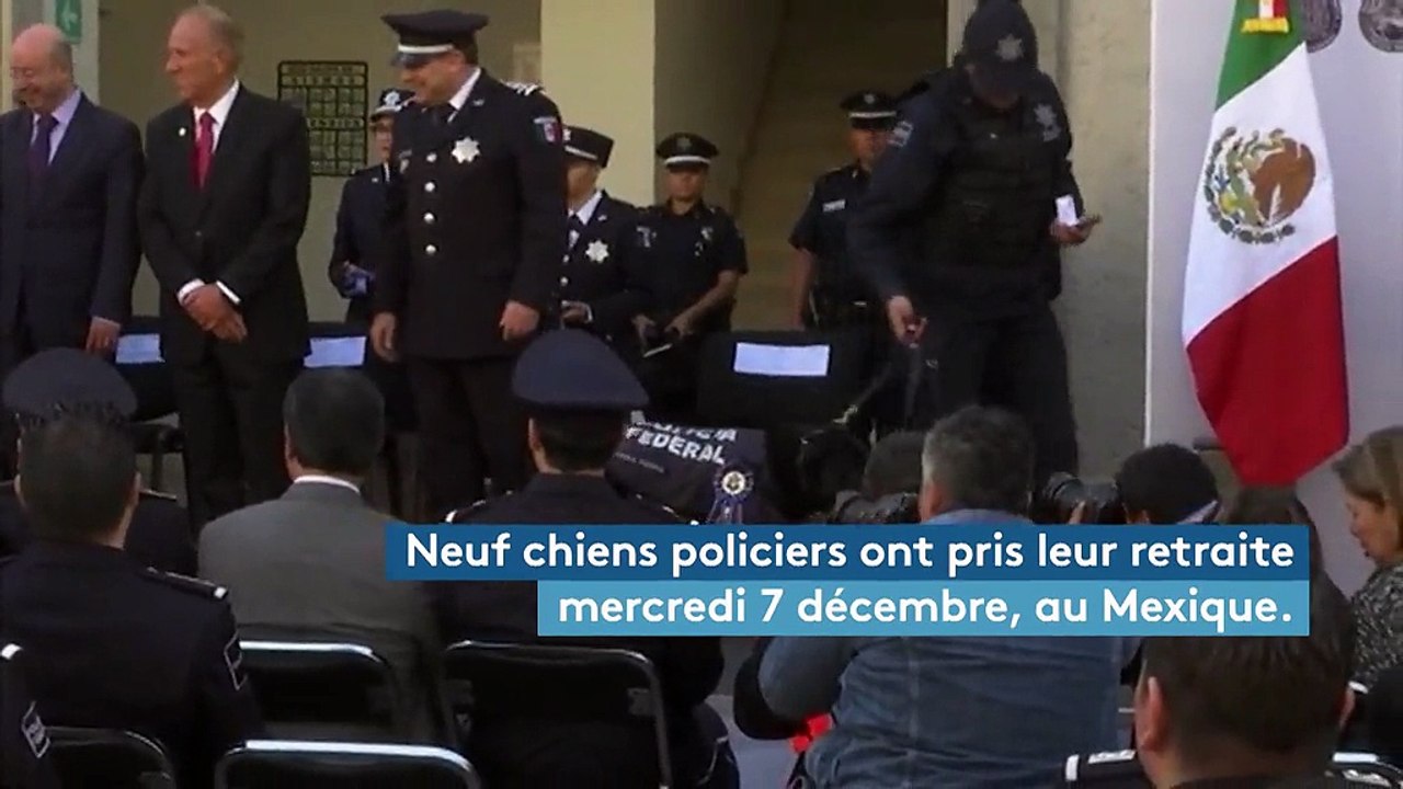 Au Mexique, les chiens policiers ont droit à un pot de départ au poil avant la retraite