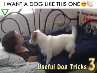 Bu köpeği kim istemez ki !! İnanılmaz