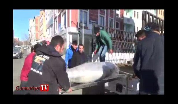 Kars’ta 250 kiloluk dev orkinos ilgi odağı oldu