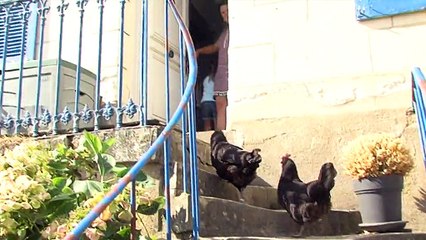 Grippe aviaire: risque" élevé" étendu partout