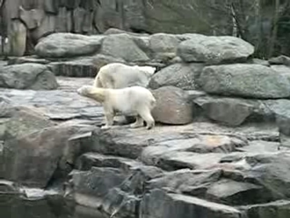 L'ours qui fait le métronome