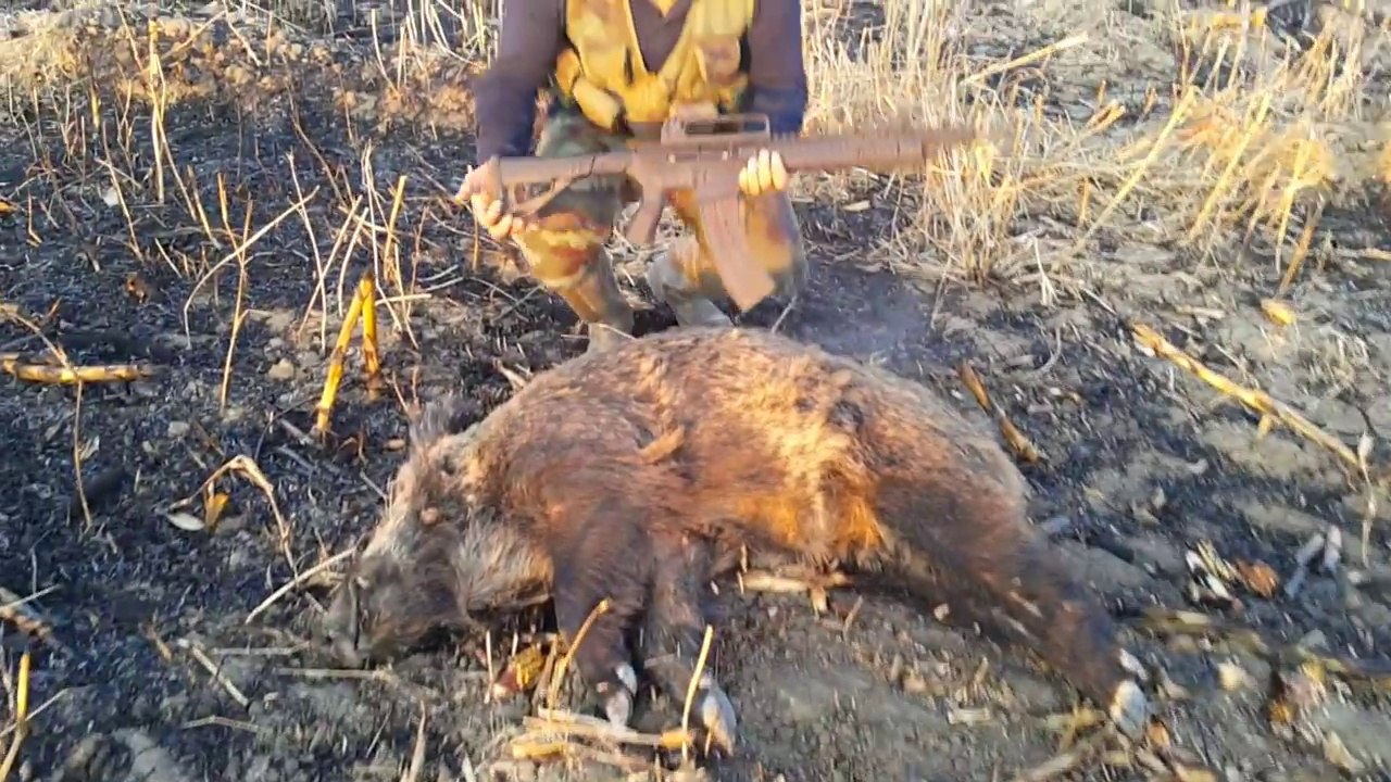 chasse sanglier en turquie