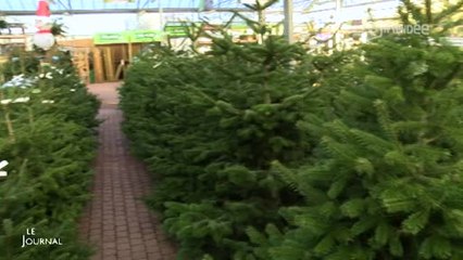 Noël : L'ouverture du marché des sapins (Vendée)