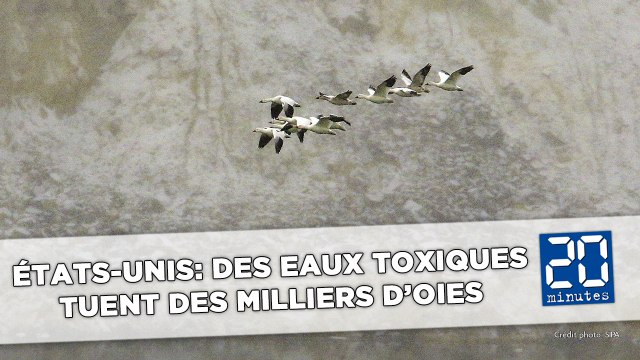 Etats-Unis: Des eaux toxiques tuent des milliers d'oies