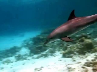 Dolphins In Hurghada
