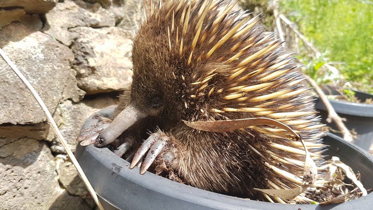 Flowerpot Echidna Has a Scratch Session
