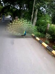 dancing peacock