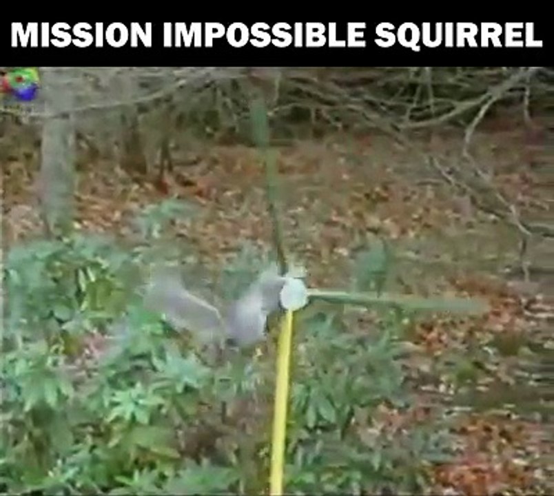 funny squirrel