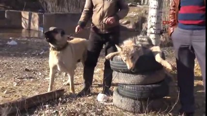 kangal köpeği kurdu öldürdü