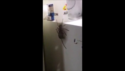 Une araignée prend une souris comme casse croûte