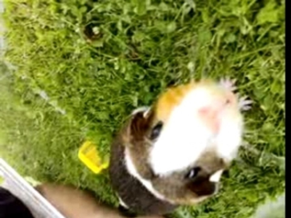 Lilou la COCHON D'INDE