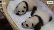 Público escolhe nomes de filhotes de pandas na China