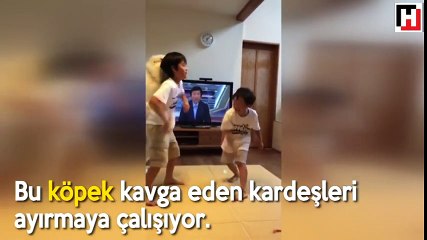 Kavga Eden Kardeşleri Ayırmaya Çalışan Sevimli Köpek