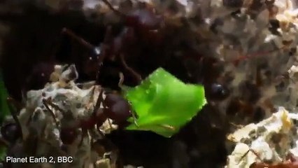 Kendi Bahçelerini Yapmaya Çalışan Karınca Kolonisi