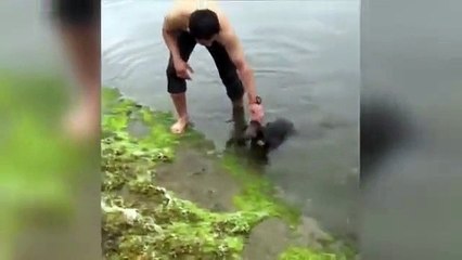 Koalayı Nehirde Boğulmaktan Kurtaran Bisikletçi