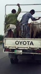 Very funny and real seen on road  2016 you never seen before