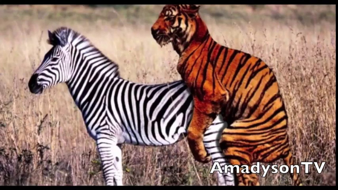 Zebra ile Kaplan