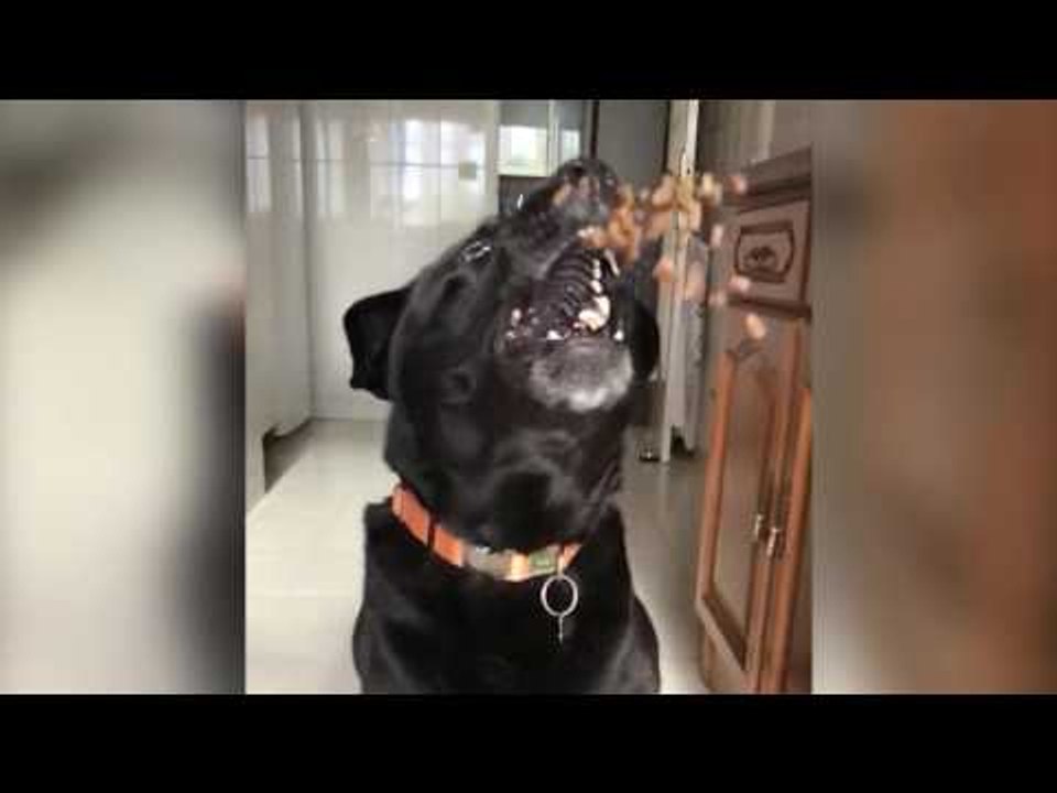 Fast Dog Catches Flying Food in Super Slo-Mo