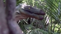 Free Stock Footage Raptor Behind Tree