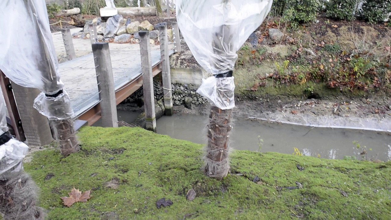 Emballer les palmiers, une des missions de l'hiver