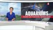 Aquariums : quand les poissons déménagent de Brest à Paris
