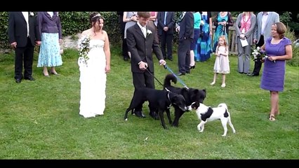 Next - Crazy - Çmenduritë e ditës - 8 Dhjetor 2016 - Show - Vizion Plus