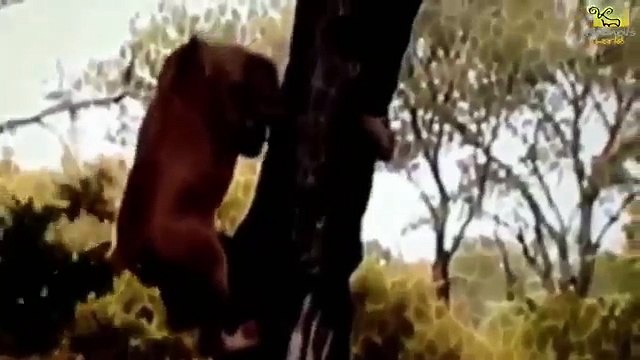 Wild animals fight to death CRAZIEST Animal Fights Caught Buffalo , Lion , Crocodile , Hippo #1