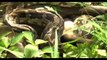 Most amazing wild animals attack   Biggest python snake kill and swallow deer   Giant anaconda