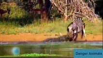 Real !!!, Animals Attack   Crocodile Vs Human   Crocodile Attack lion, Elephant, tiger, anaconda