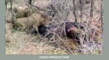 Most Amazing Wild Animal Attacks #3   lion, tiger, anaconda, deer, Crocodile, Hyena