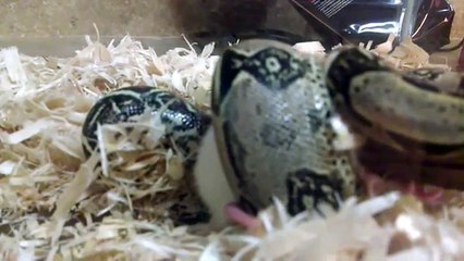 SLOW MOTION   Huge Snake Attack Rat   Video HD
