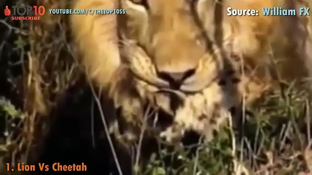 THE TOP 10 TOP 10 LIONS ATTACK Lion attacks Cheetah, Zebra, Hyena, Warthog, Hippo, Elephant...