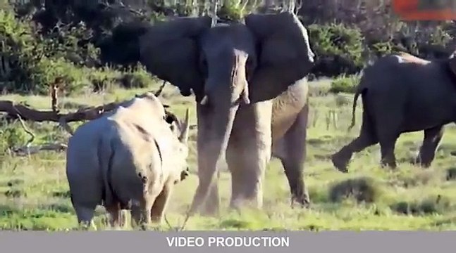 Most Amazing Wild Animal Attacks #11 lion, tiger, anaconda, deer, Crocodile, Rhino, Elephant