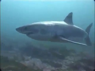 Ushaka Territoire du Grand Requin Blanc - extrait