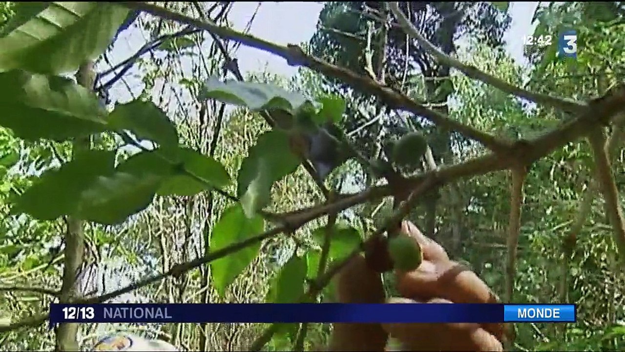 Commerce équitable : le logo Max Havelaar, un exemple connu dans le monde entier