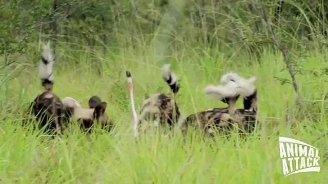 Wild Dogs Attacks Hyena Wild Dog vs Hyenas