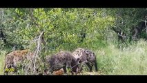Lions vs Hyenas   Hyena Trying to Eat Lion  Most Amazing Animal Attacks #33 Craziest Animal Fights