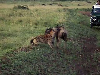 Masai Mara - hyena killing a baby wildebeest