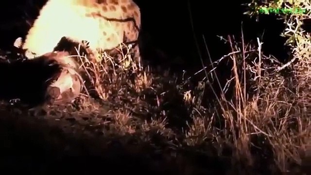 Most Amazing Wild Animal Attacks ,lions, hyenas, leopards, wild boars,