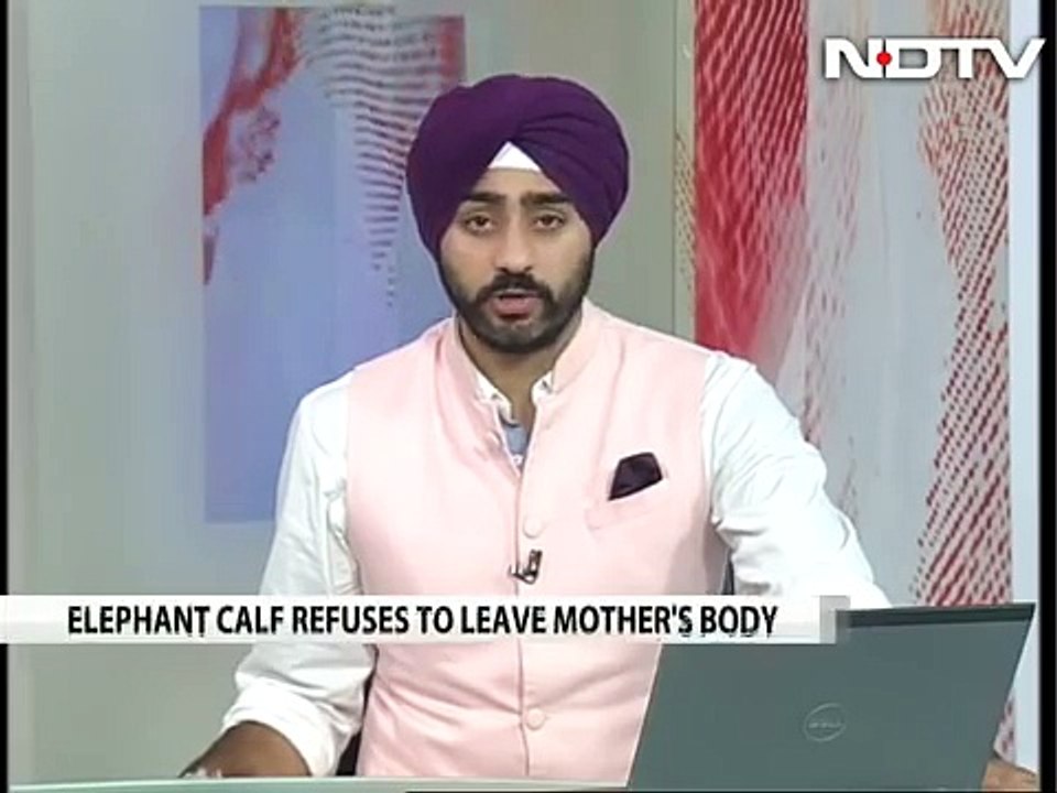 Elephant Calf Refuses To Leave Mother Who Died Trying To Save Him