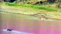 MOST AMAZING EVER Hippo Attacks Crocodile To Save Antelope.