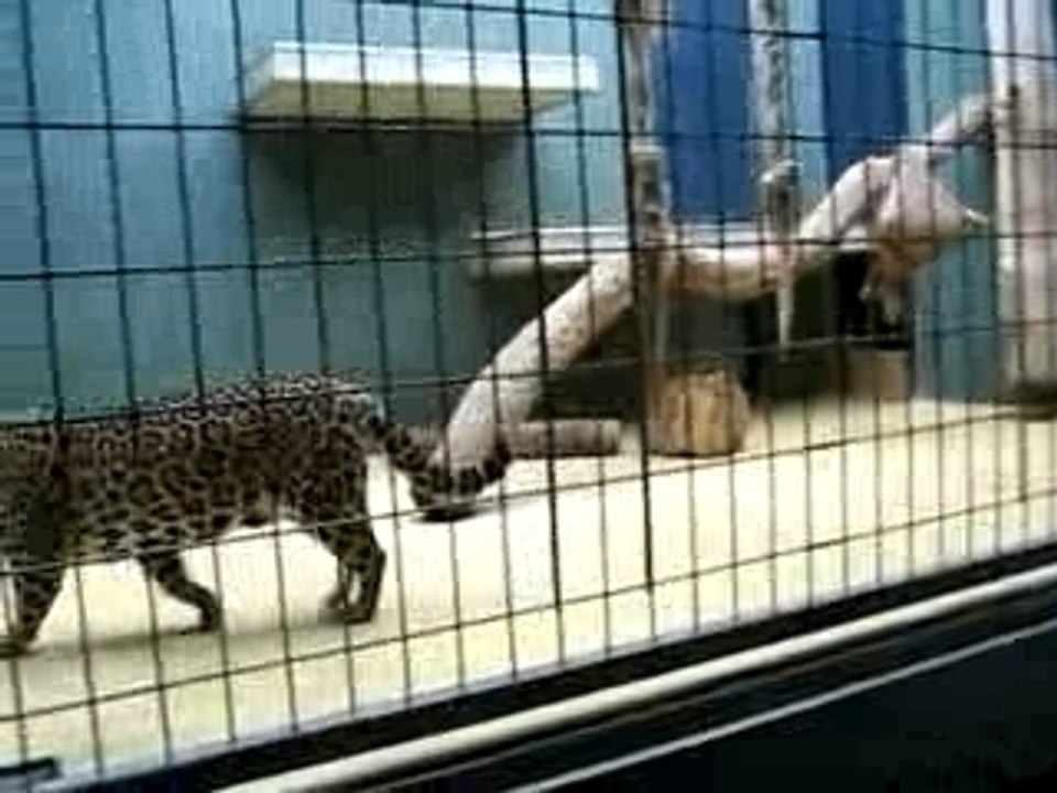 Le léopard qui imite la panthère noire