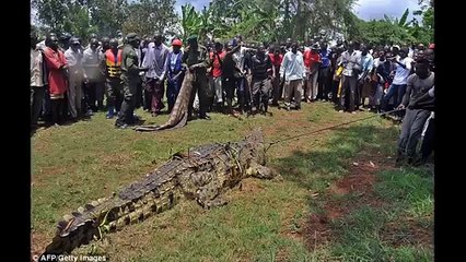 Man Eating Crocodile Captured In Lake Victoria, Uganda